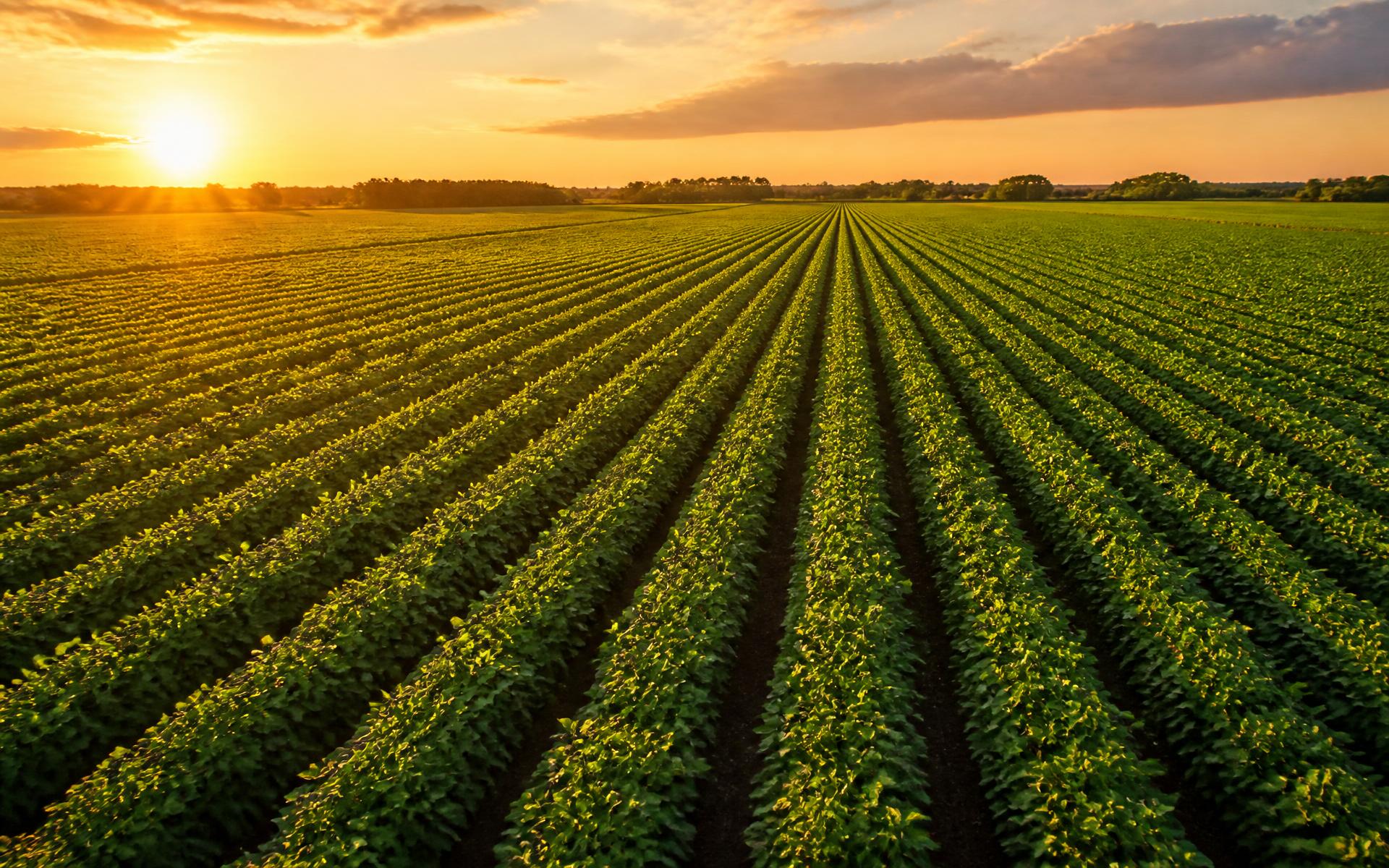 Farm at sunset